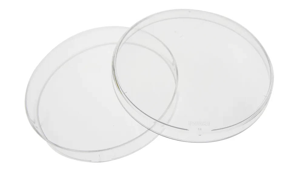 Bacterial Petri Dish